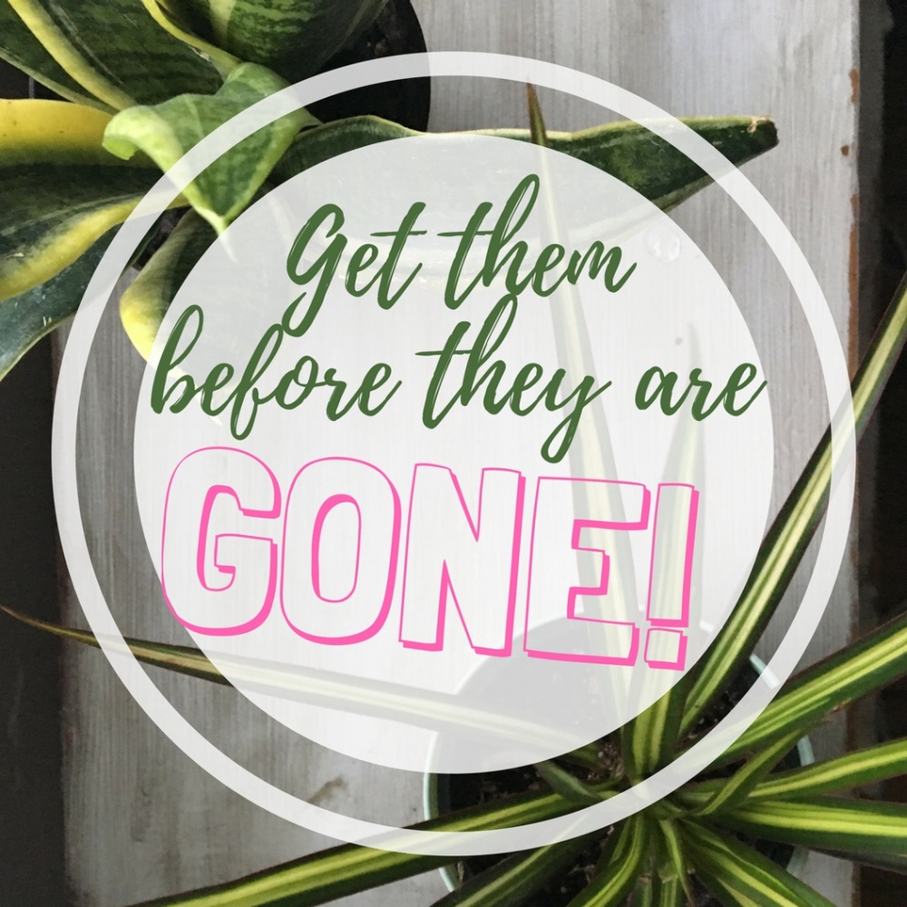 Get Them Before They Are Gone!